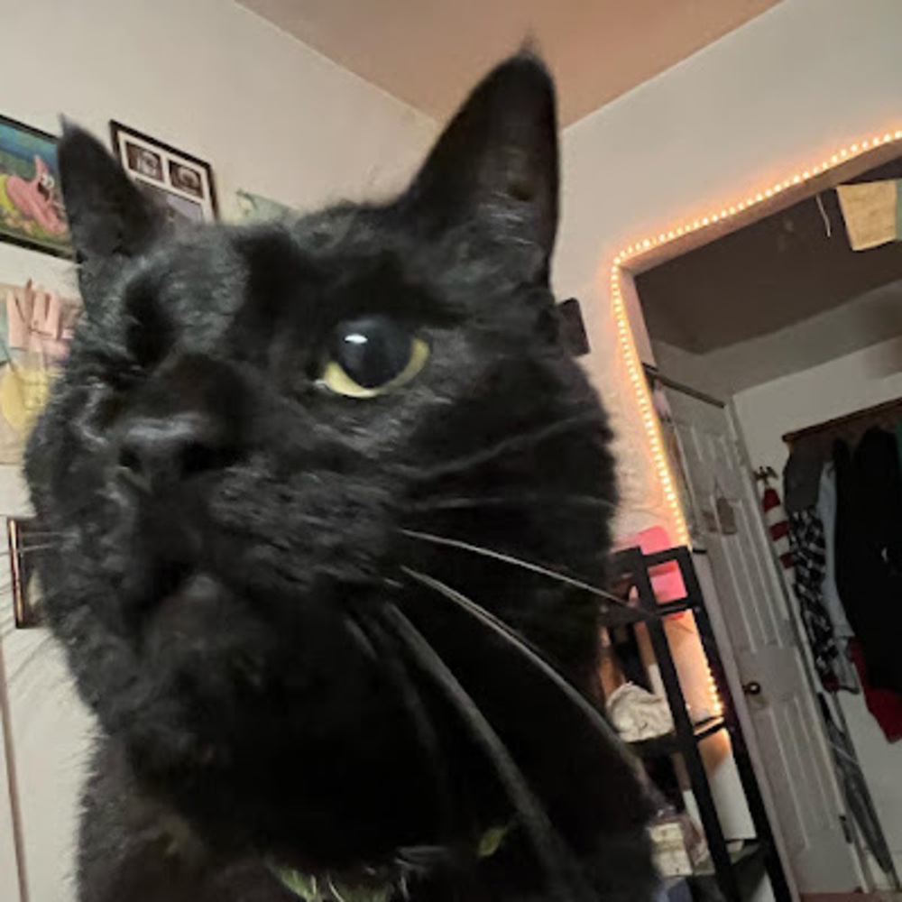 Meet your Posher, Gavin